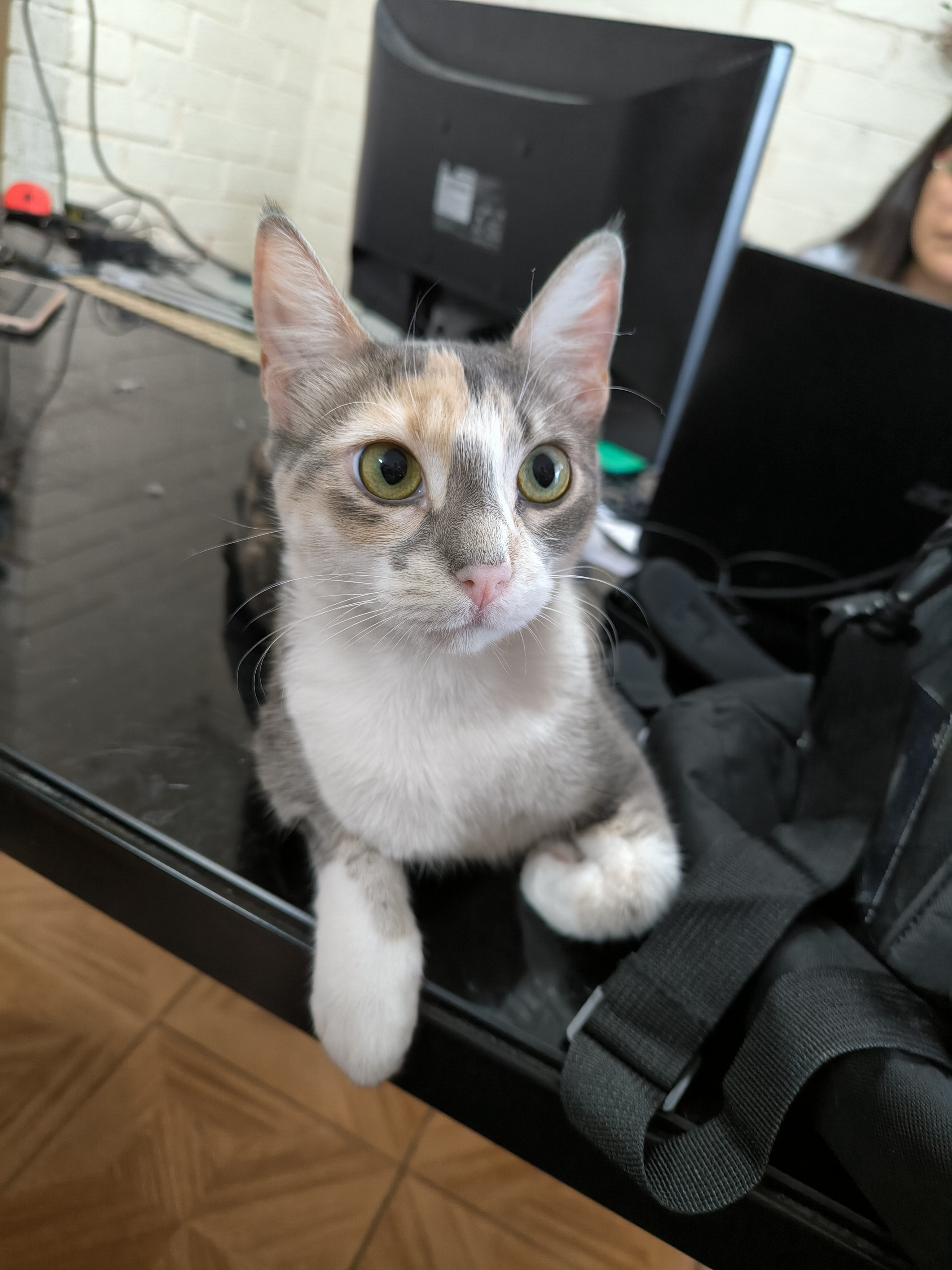 Gato gris en atención veterinaria